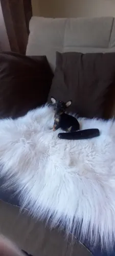 Pinscher Zero Fêmea
