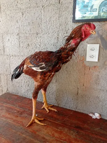 Índio gigante 