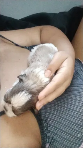 Vendo Shitzu 