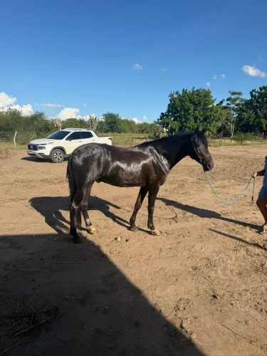 Cavalo registrado
