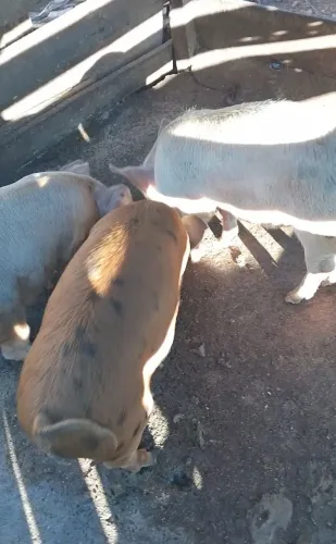PORCOS CAPADO E INTEIRO