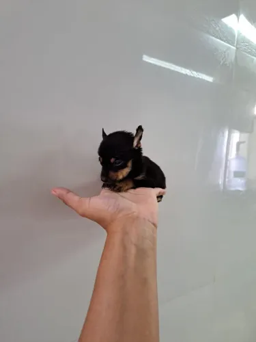 Pinscher 0 lindos filhotes 