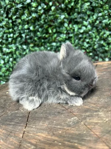 Netherland dwarf