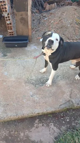 Pit Bull doação responsável