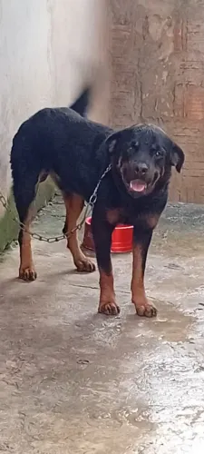 Rottweiler macho 1 ano valor 600 reais.