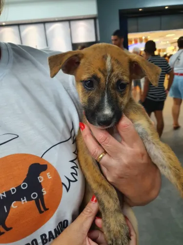 Adoção cão filhote