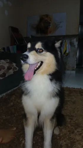 Procura-se cachorra pra cruzar