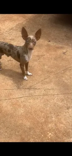 Pincher macho n 1 procura namorada