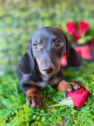 Dachshund! Lindíssima 