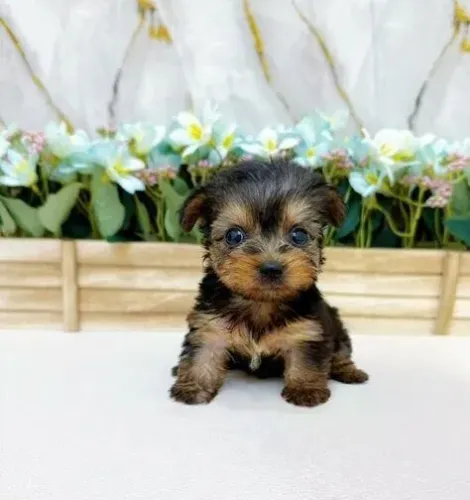 Cãozinho yorkshire miniatura super energético e saudável