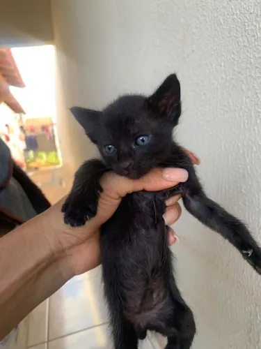 Doação de gatinhos