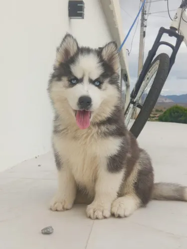 Husky Siberiano Preto