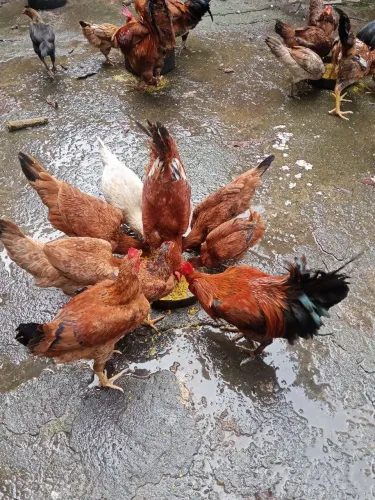 Vendo Galo de raça.
