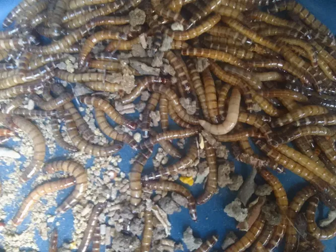 Tenebrios Gigantes Vivos (( 0.10 CENTAVOS UNIDADE ))