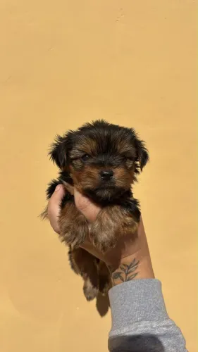 Yorkshire Terrier filhotes com 52 dias 