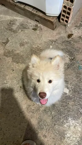Husky Siberiano