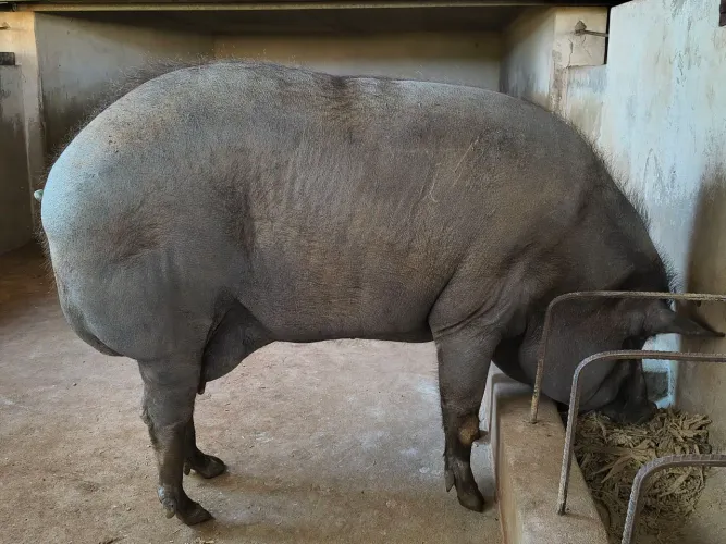 Vendo porcas matrizes