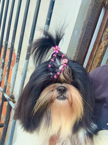 Shih tzu fêmea