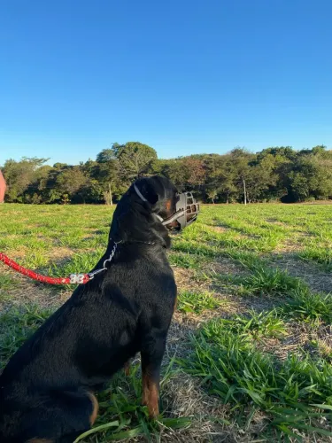Rottweiler macho adulto