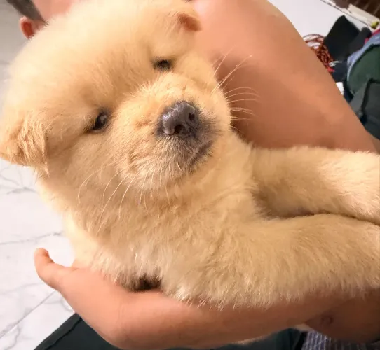  Filhote de chow chow 