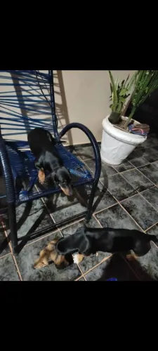 Salsichas