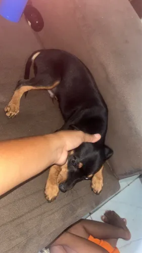 Cachorro Pincher