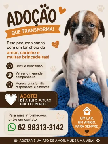 Filhote para adoção 