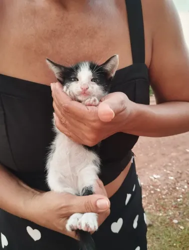 Doação GATO