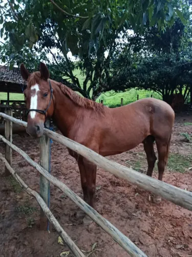 Garanhão paulista