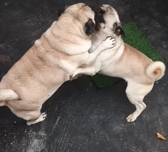 Pug macho p cruza