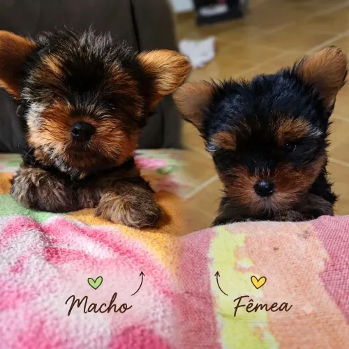 Yorkshire Terrier Puros