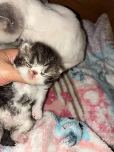 Gatos Persas e Himalaios 