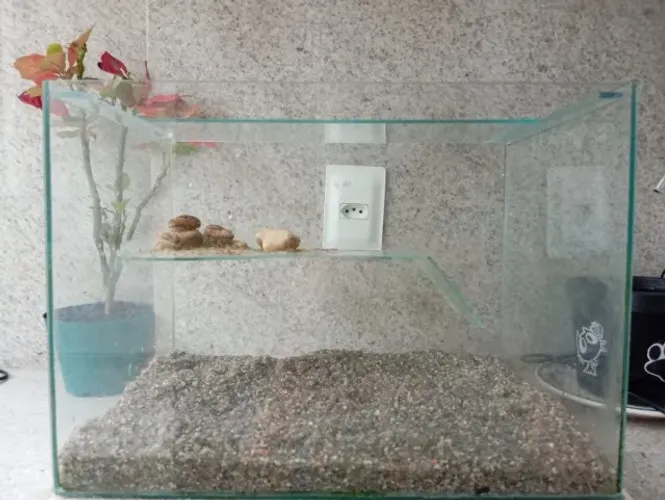 Aquário terrário (sem areia)