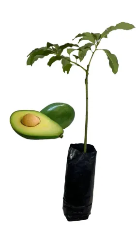 Plantas/ muda de orquídeas e pé de abacate evocado