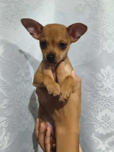 Filhote de Pinscher 1 fêmea