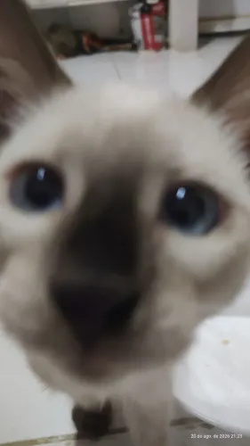 Gatinha linda para adoção