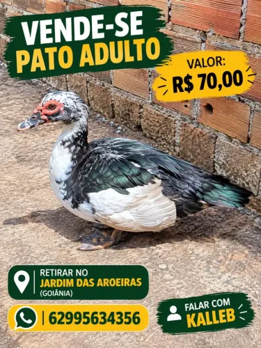 Pato adulto!