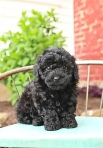 Filhotes de Poodle Preto