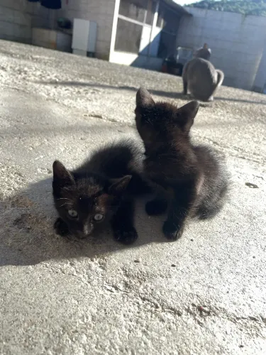 DOAÇÃO DE FILHOTE DE GATOS PRETOS