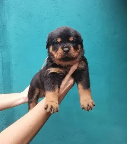 Rottweiler padrão alemão filhotes