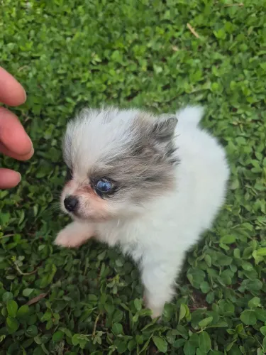 Lulu da pomerania anao Merle