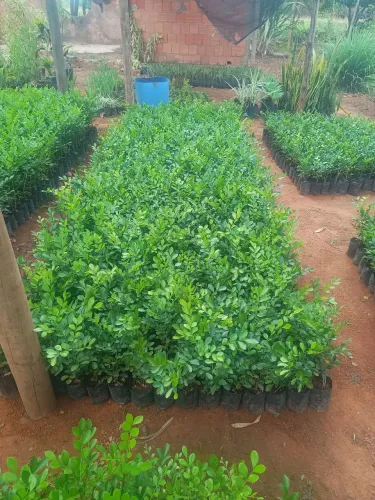 Murta com 20cm de altura
