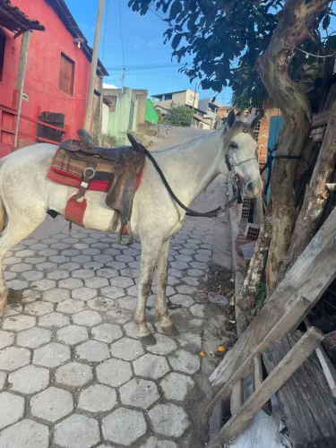 Cavalo marcha batida