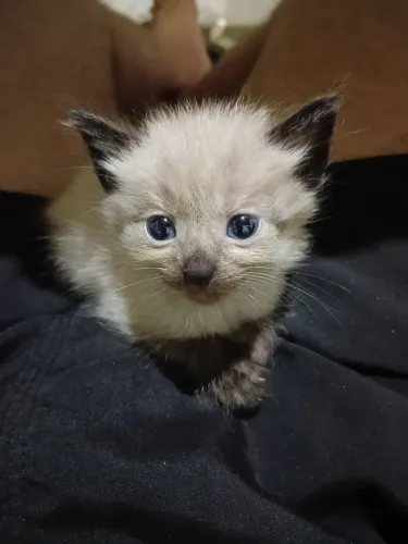 Gato para adoção tem 1 mes de vida.