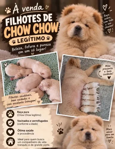? CHOW CHOW DISPONÍVEIS! ?