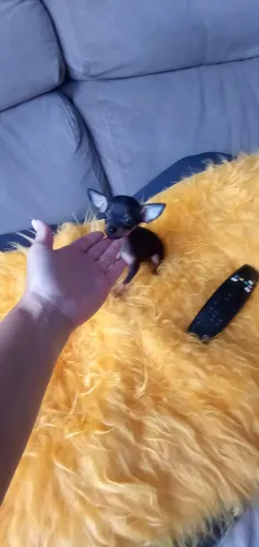 Pinscher Zero Fêmea