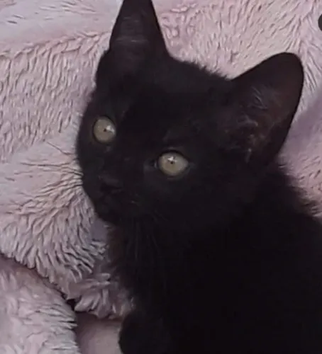 ADOTE linda gata filhote pretina