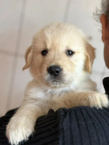 LINDOS FILHOTES DE GOLDEN RETRIEVER. 