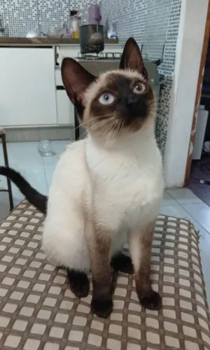 Felinos