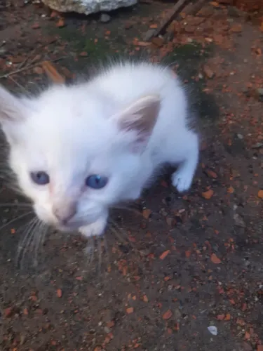 Lindos gatinhos siamês com persa